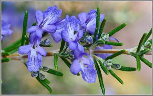 Hình minh họa từ rosemary - cây hương thảo