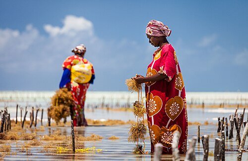 Hình minh họa từ Seaweed - Rong biển