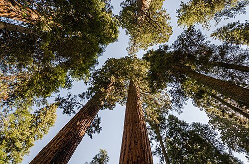 Hình minh họa từ sequoia - cây tùng bách khổng lồ sequoia