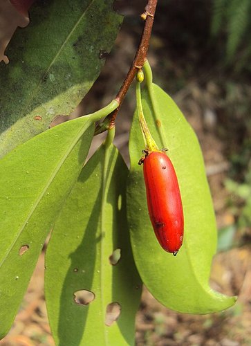Hình minh họa từ Shrub - Cây bụi