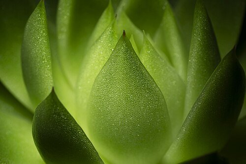 Hình minh họa từ Succulent - Cây mọng nước, sen đá
