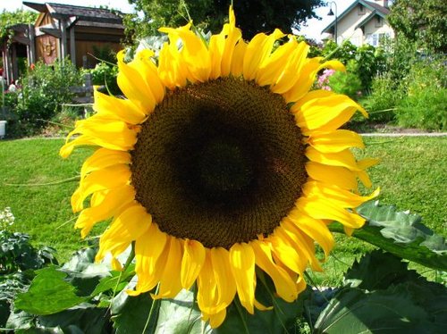 Hình minh họa từ Sunflower - Hoa hướng dương