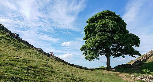 Hình minh họa từ sycamore - cây sung dâu