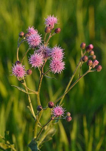 Hình minh họa từ Thistle - Cây kế gai, hoa kế