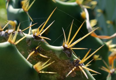 Hình minh họa từ Thorn - Gai