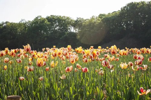 Hình minh họa từ Tulip - Hoa uất kim hương, hoa tulip