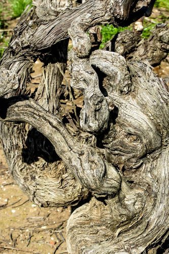 Imagen de Vine - Enredadera