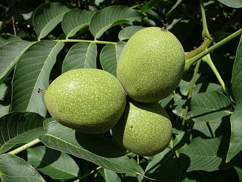 Imagen de walnut - nuez