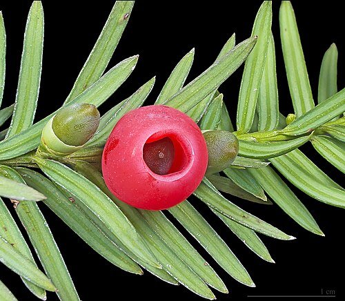 Hình minh họa từ Yew - Cây thanh tùng, gỗ thanh tùng
