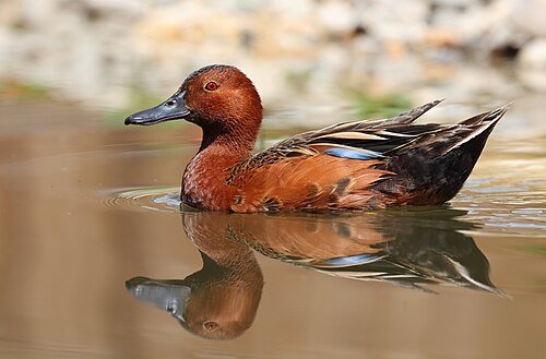 Hình minh họa từ Spatula - Xẻng lật thức ăn, cây vét bột