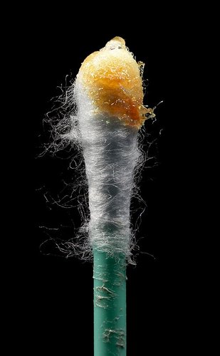 Hình minh họa từ Cotton swab - Tăm bông ráy tai, que bông ngoáy tai