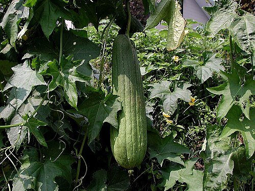 Imagen de Loofah - esponja vegetal