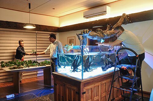 Hình minh họa từ aquascaping - thú chơi thủy sinh hồ cá cảnh