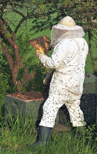 Hình minh họa từ beekeeper - người nuôi ong lấy mật