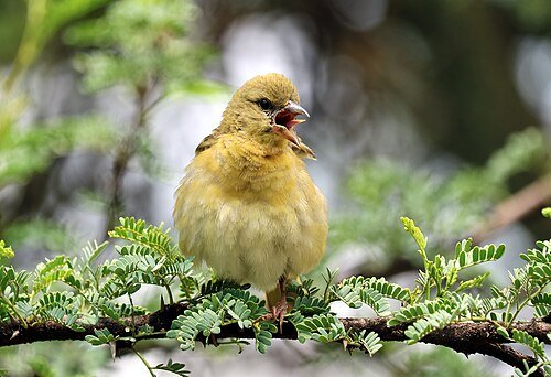 Hình minh họa từ birding - sở thích đi ngắm các loài chim hoang dã