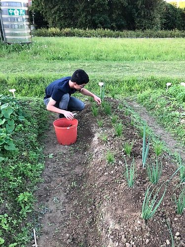 Hình minh họa từ horticulture - nghệ thuật làm vườn trồng hoa