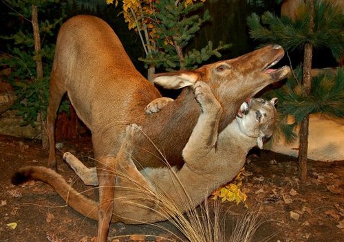 Hình minh họa từ taxidermy - nghệ thuật nhồi bông mẫu vật động vật