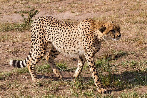 Hình minh họa từ safari - chuyến thám hiểm ngắm thú hoang dã