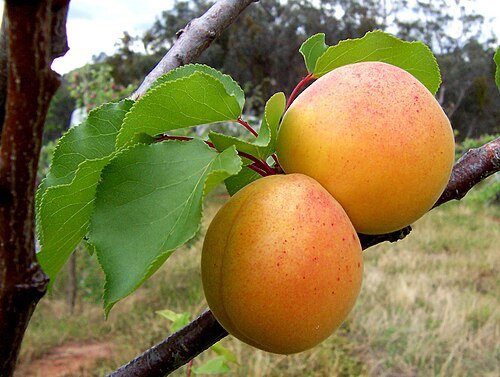 Hình minh họa từ Apricot - Quả mơ