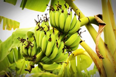 Hình minh họa từ Banana - Quả chuối