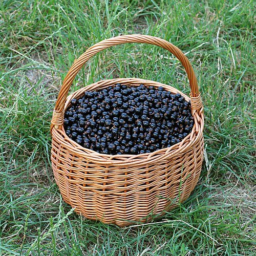 Hình minh họa từ blackcurrant - quả lý chua đen