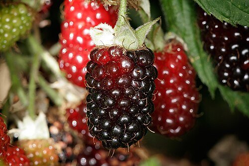 Hình minh họa từ boysenberry - quả dâu lai boysenberry