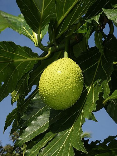 Hình minh họa từ breadfruit - quả xa-kê