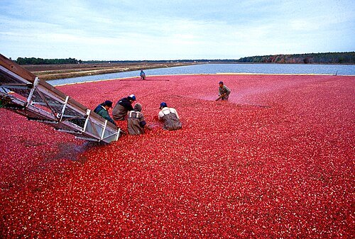 Hình minh họa từ Cranberry - Quả nam việt quất