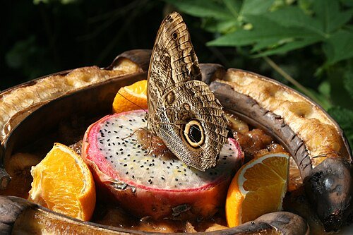Hình minh họa từ Dragonfruit - Quả thanh long