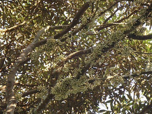Hình minh họa từ Durian - Quả sầu riêng