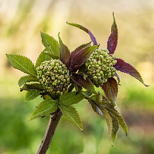Hình minh họa từ elderberry - quả cơm cháy
