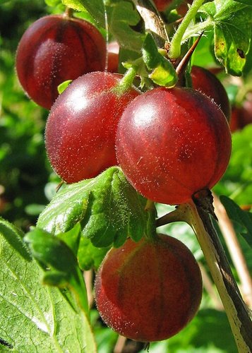 Imagen de gooseberry - Grosella