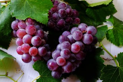 Hình minh họa từ Grape - Quả nho