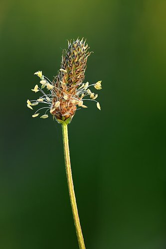 Imagen de plantain - plátano