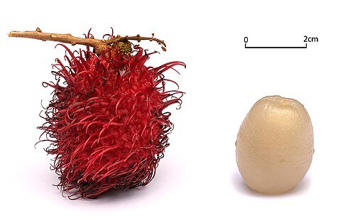 Hình minh họa từ Rambutan - Quả chôm chôm