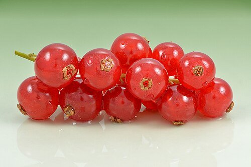 Hình minh họa từ redcurrant - quả lý chua đỏ