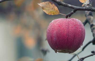 Hình minh họa từ Ripe - Chín (trái cây)