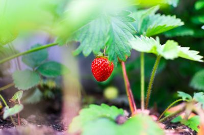 Hình minh họa từ Strawberry - Quả dâu tây