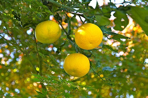 Hình minh họa từ yuzu - quả quýt yuzu Nhật Bản