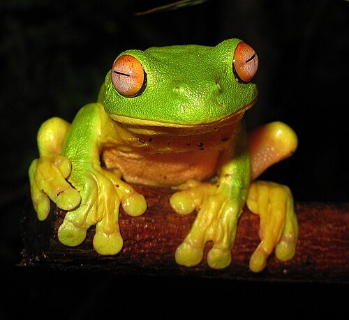Hình minh họa từ amphibian - động vật lưỡng cư sống dưới nước và trên cạn