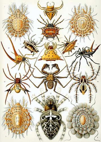 Hình minh họa từ arachnid - lớp hình nhện tám chân