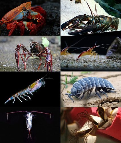 Hình minh họa từ crustacean - loài giáp xác có vỏ cứng