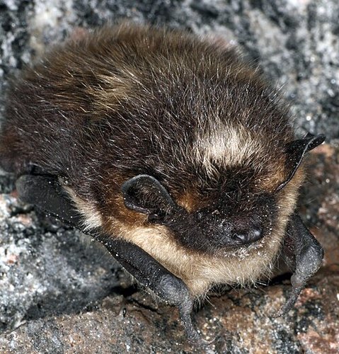 Hình minh họa từ hibernation - kỳ ngủ đông tránh giá rét
