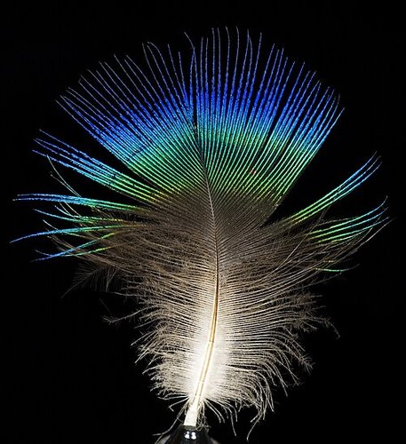 Hình minh họa từ plumage - bộ lông vũ rực rỡ của loài chim