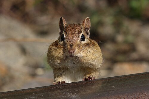 Hình minh họa từ rodent - động vật gặm nhấm răng sắc