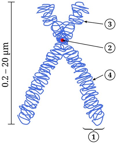 Hình minh họa từ chromosome - nhiễm sắc thể mang mã gen di truyền