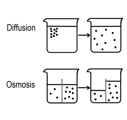 Hình minh họa từ osmosis - hiện tượng thẩm thấu chất lỏng qua màng
