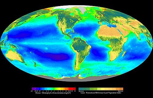 Hình minh họa từ photosynthesis - quá trình quang hợp của cây xanh
