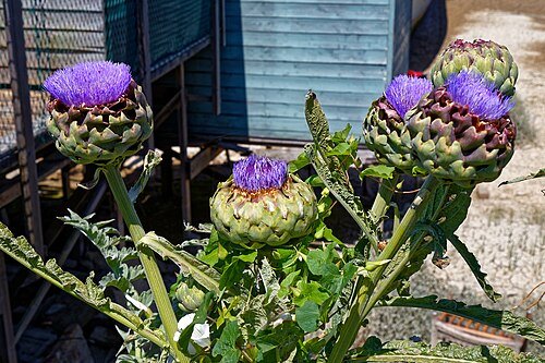 Hình minh họa từ Artichoke - A-ti-sô
