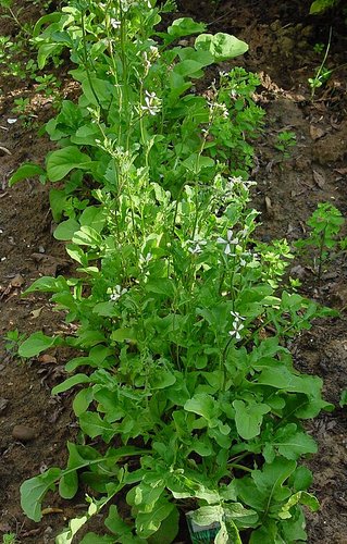 Hình minh họa từ arugula - rau xà lách rocket arugula
